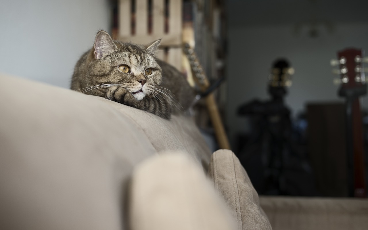 猫咪离世的悲痛与人生的抉择，因猫咪离世服药轻生的思考