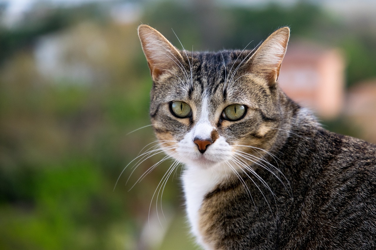 女子逛猫咖不慎染宠物癣，警惕接触性传染风险